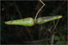 Anodendron paniculatum